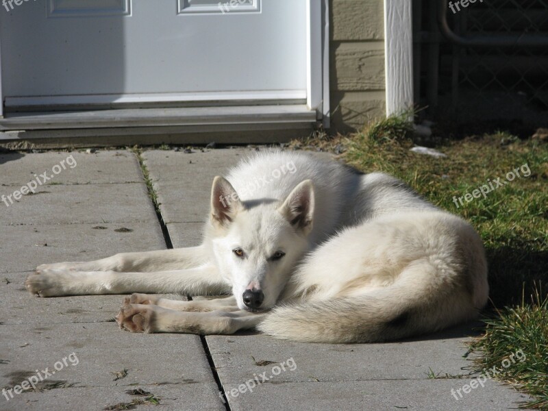 Dog Rest Quiet Animal Free Photos