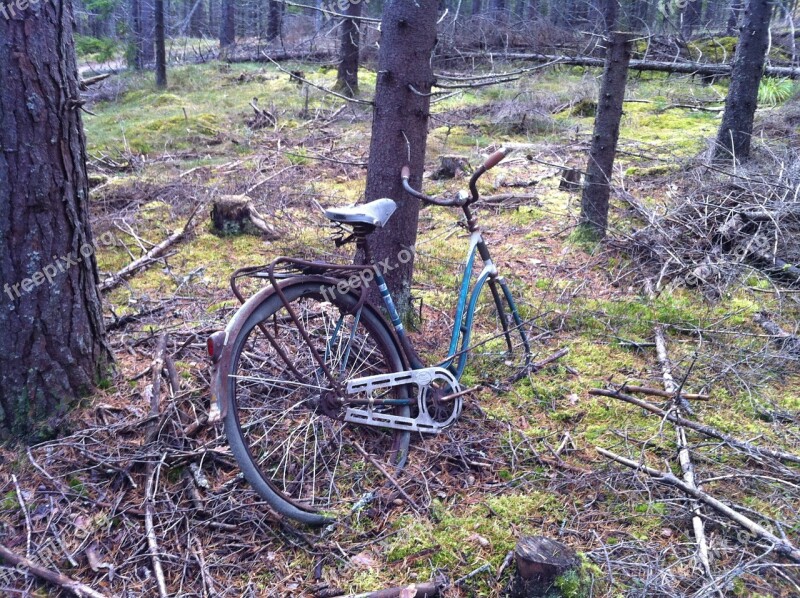 Nature Forest Cycle Tree Old