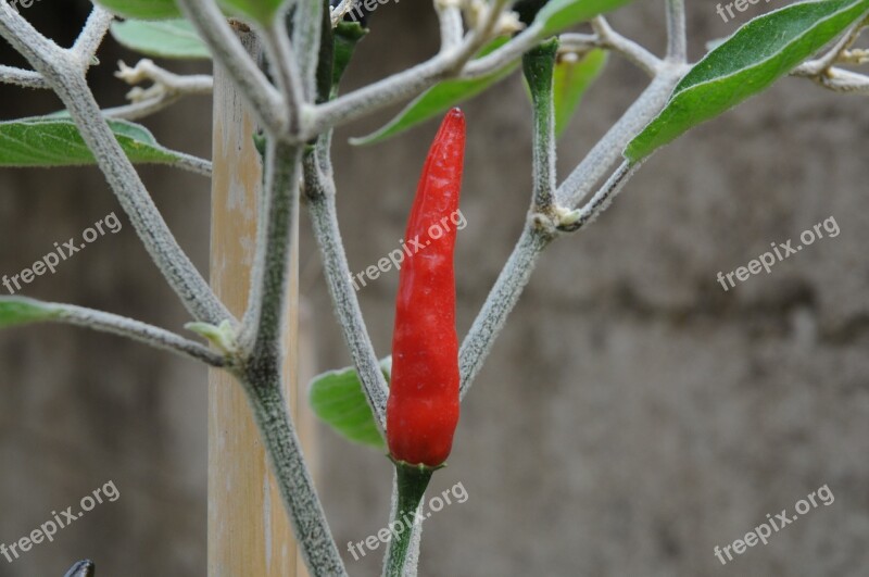 Chilli Peppers Marco Acrata Free Photos