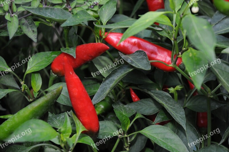 Chili Pepper Plantation Serra Free Photos