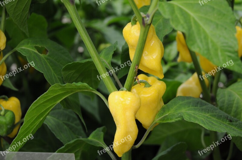 Chili Pepper Habanero Vanilla Plant Serra Free Photos