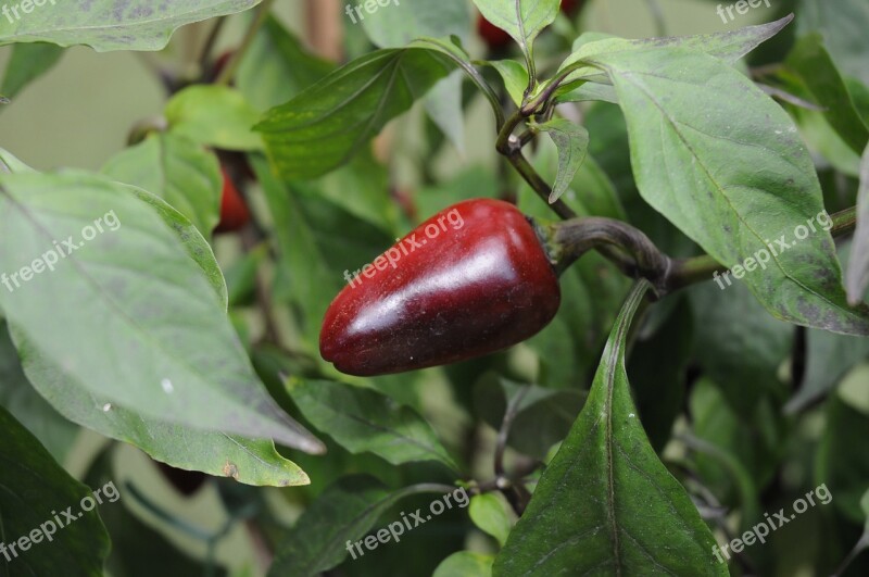 Chili Pepper Loco Plant Serra Free Photos