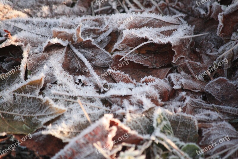 Frost Leaves Winter Cold Season