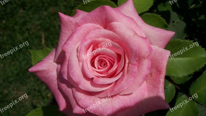 Pink Rose Bloom Flower Blossom