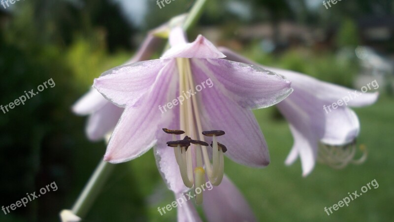 Pink Flower Hosta Plant Nature