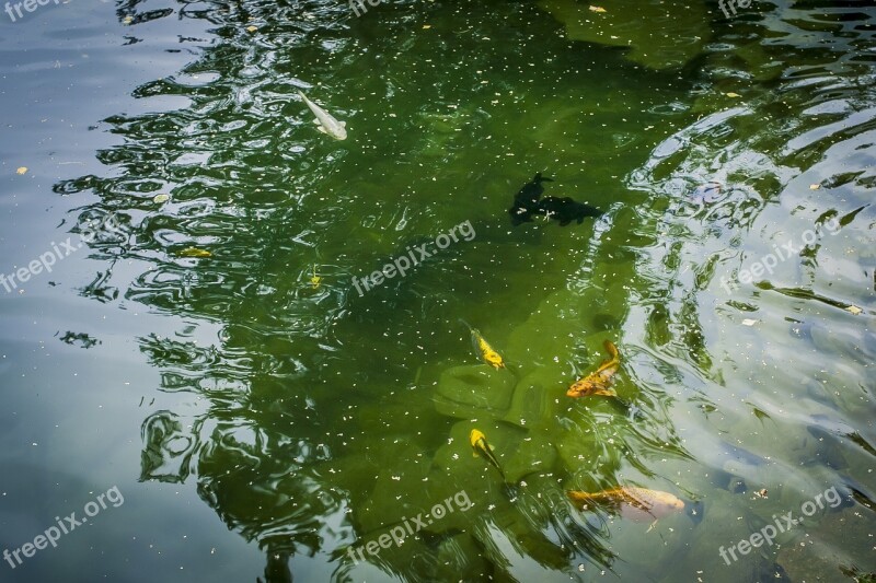 Pond Fish Nature River Day