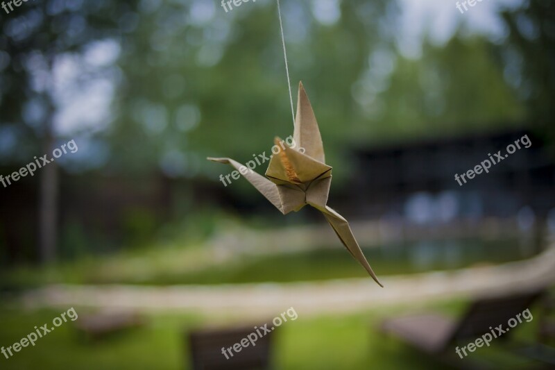 Nature Birds Bird Living Nature Natur