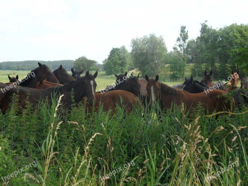 Horses Coupling Meadow Free Photos