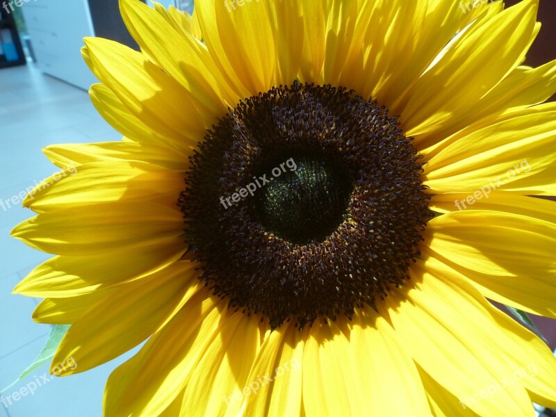 Sunflower Summer Flower Yellow Blossom