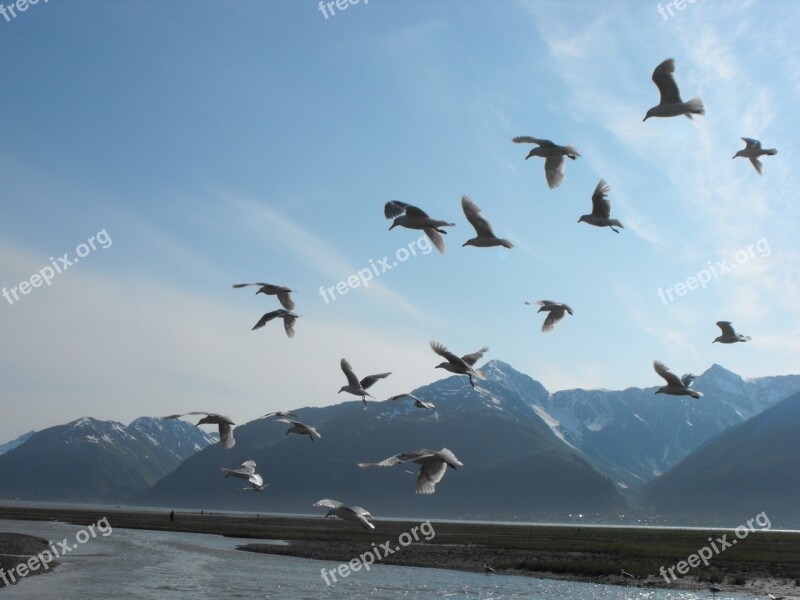 Sea Water Birds Blue Animals Nature