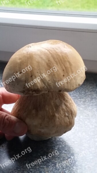 Cep Mushroom Forest Food Forest Floor