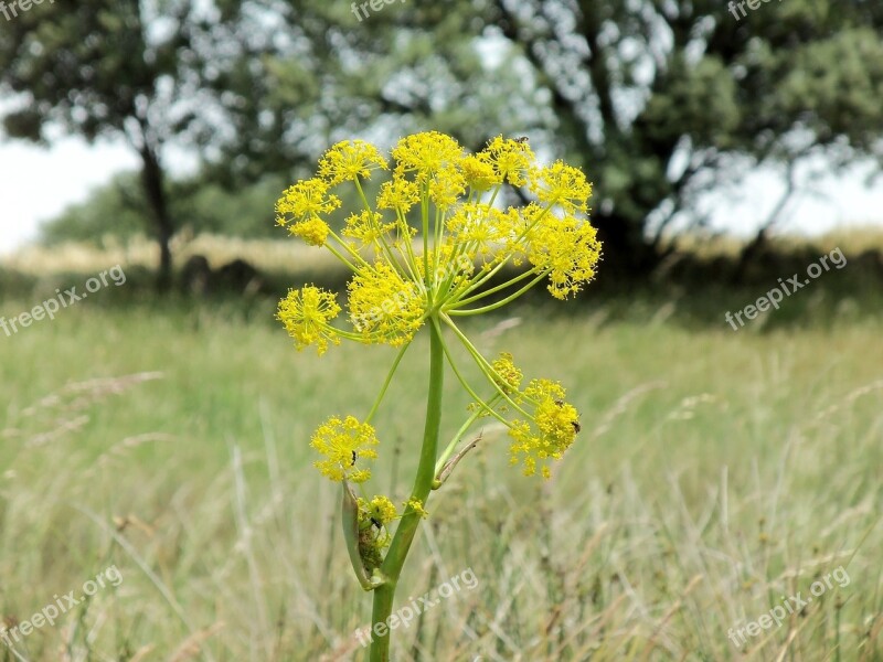 Flower Nature Serengeti Field Free Photos