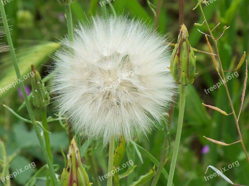 Flower Nature Serengeti Field Free Photos