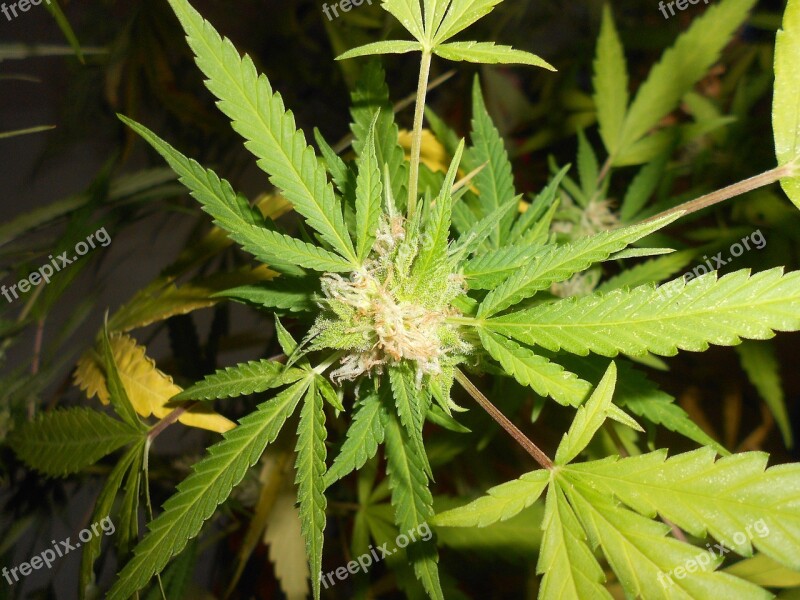 Marijuana Weed Plant Free Photos