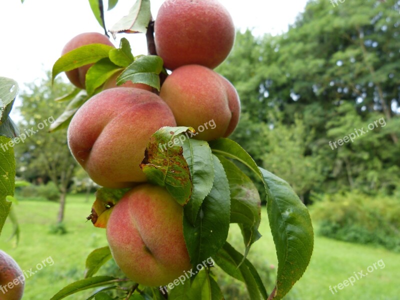 Peaches Tree Fruits Fruit Stone Fruit