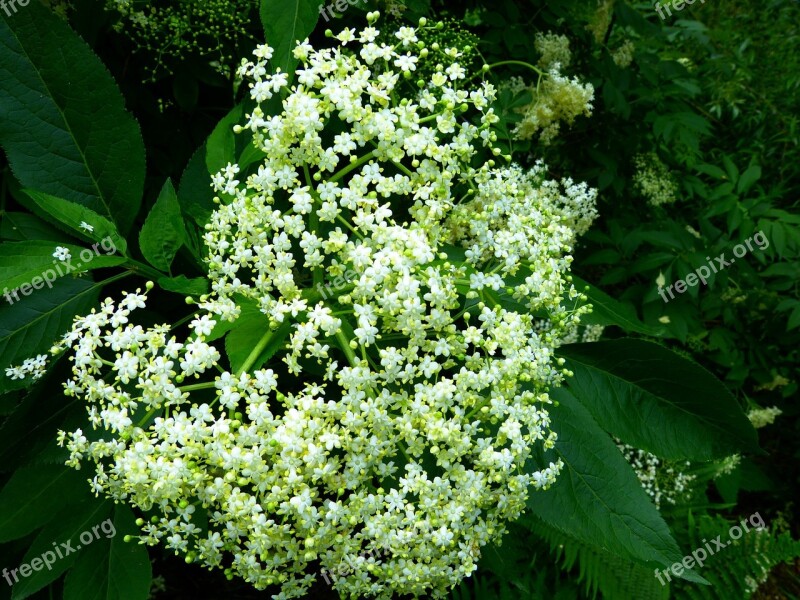 Black Elderberry Elderflower Branch White Inflorescences