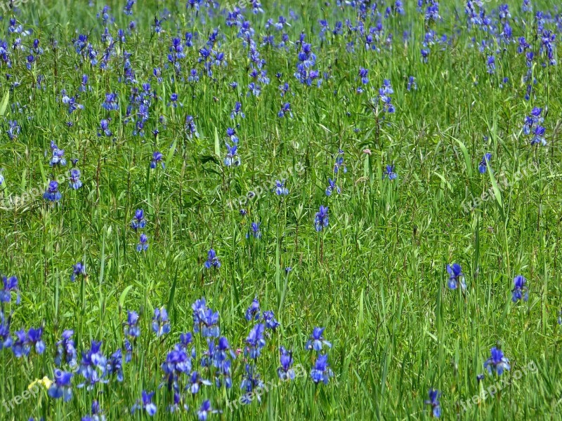 Flower Flower Meadow Iris Blue Flowers