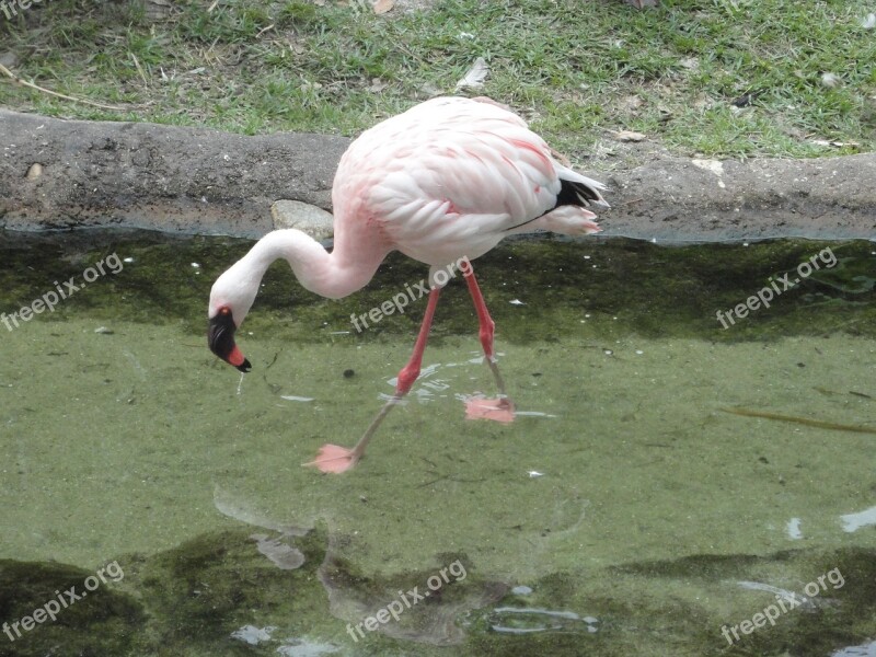 Flemish Bird Pink Feathers Pink Flemish