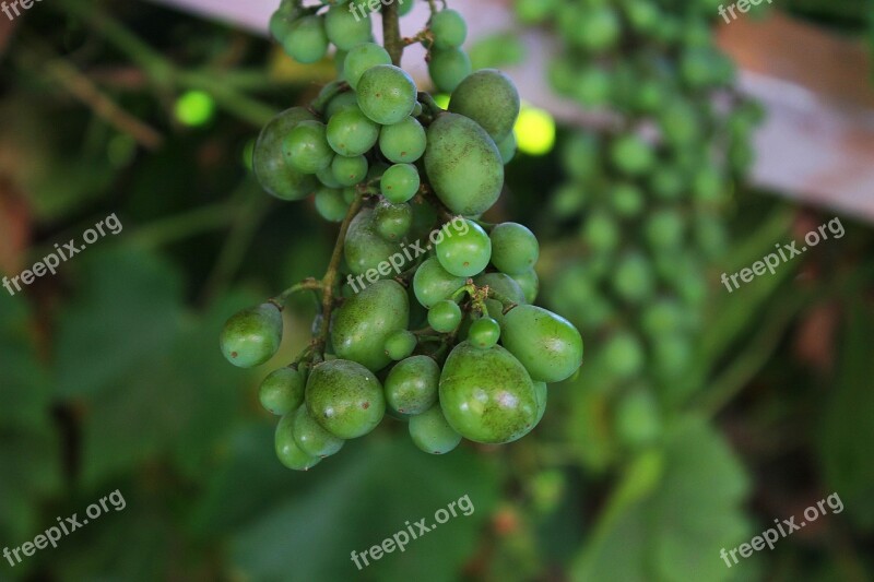 Grape Bunch Of Grapes Cluster Free Photos