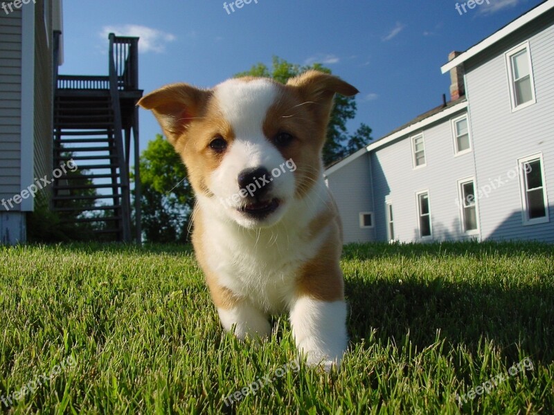 Puppy Dog Corgi Pedigreed Doggy