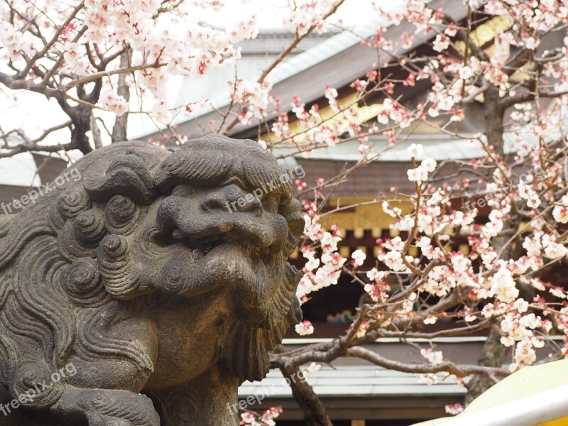 Guardian Dogs Shrine Plum Stone Statues Yushima Tenjin