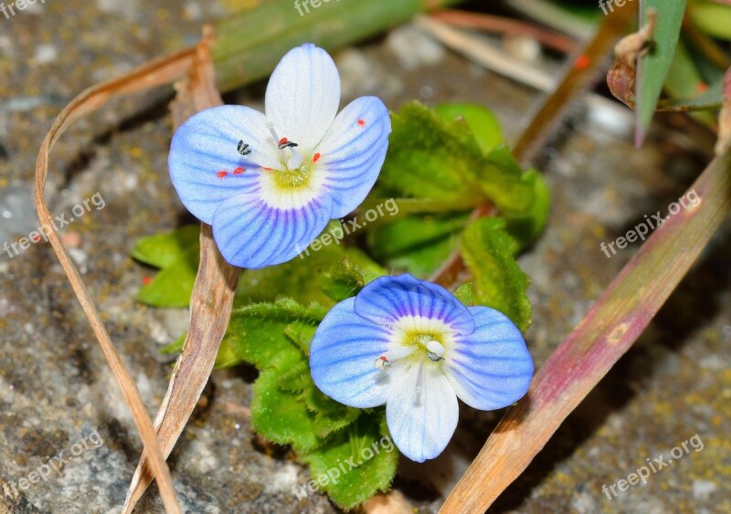 Nature Flowers Veronica Spring Free Photos