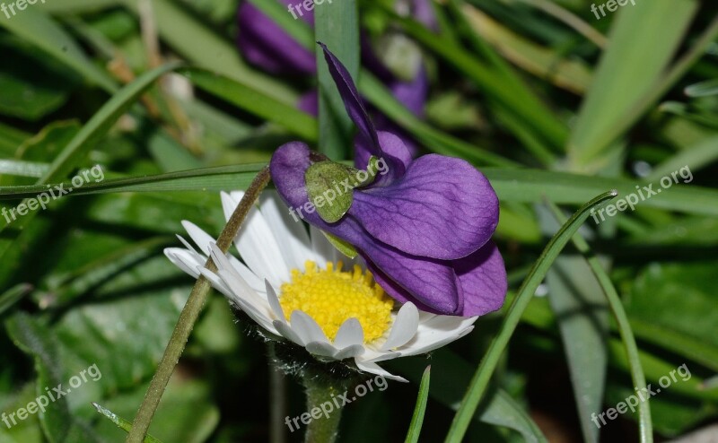 Nature Flowers Margaret Violet Free Photos