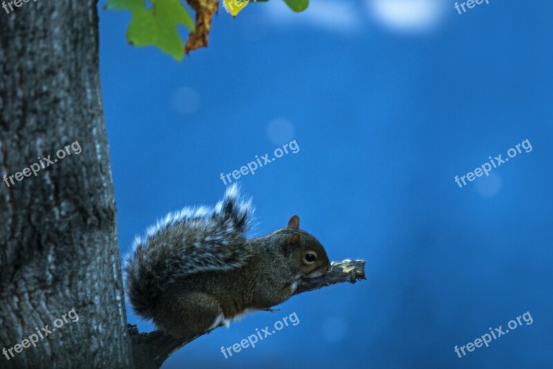 Squirrel Animal Rodent Sky Resting