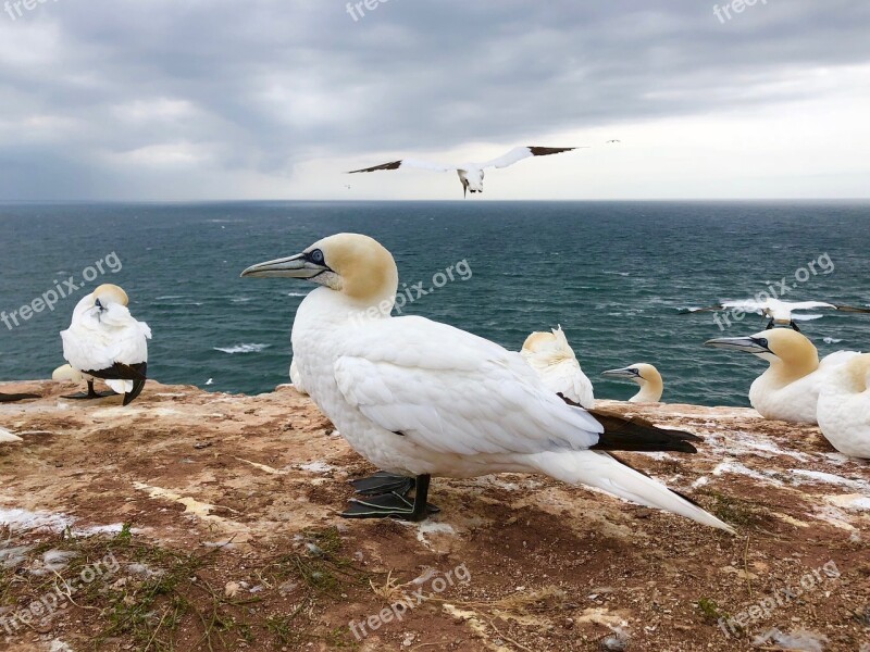 Northern Gannet Bird Animal Feather Water Bird