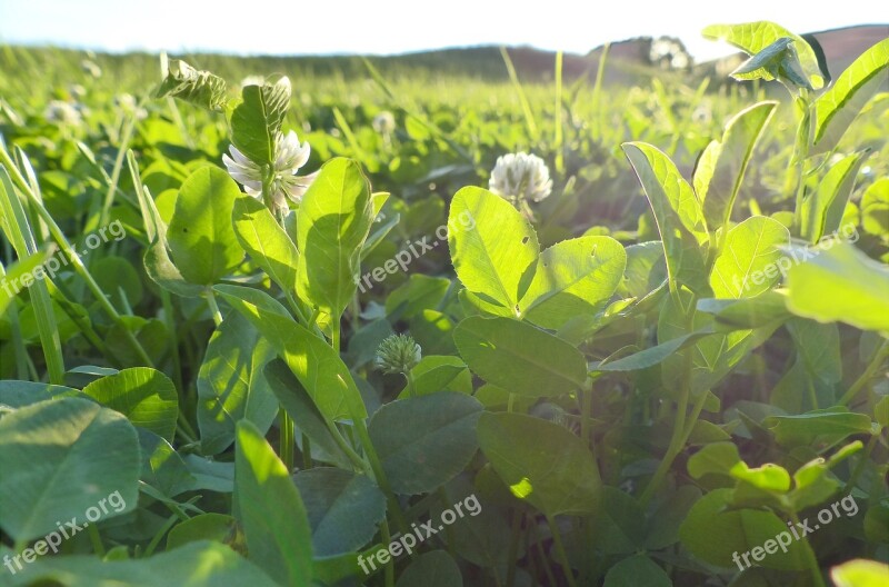 Clover Flower Sheet Bloom Sunny