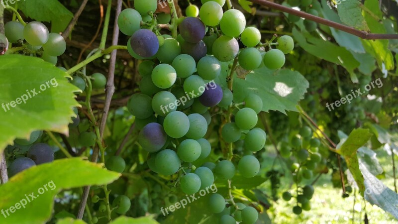 Bunch Of Grapes Nature Plant The Cultivation Of Grapes