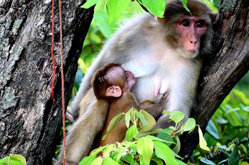 Mother Monkey Breastfeeding Baby Mammal