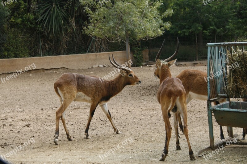 Deer Zoo Captive Free Photos