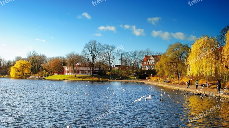 Merseburg Pond Gotthard Pond Seagull Gulls