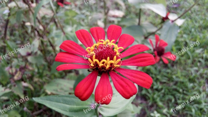 Flowers Beautiful Matapalo Costa Rica Quepos