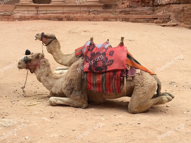 Camel Camels Sitting Camel Saddle Saddled Camels