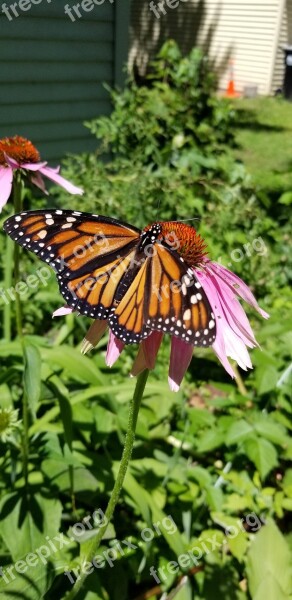 Butterfly Summer Monarch Echinacea Flower