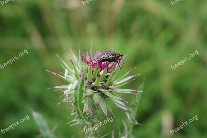 Bite Nature Field Free Photos