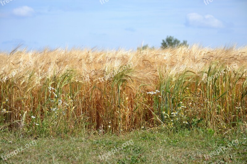 Vein Barley Nature Background Island