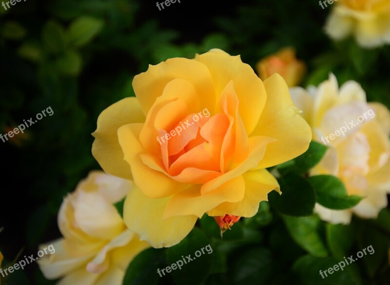 Rose Blossom Bloom Floribunda Yellow