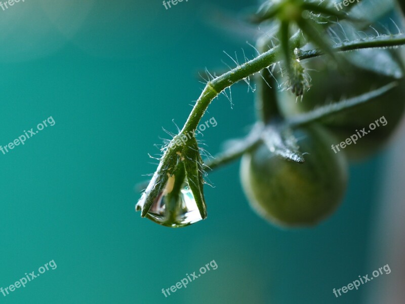 Drop Of Water Mirroring Green Close Up Nature