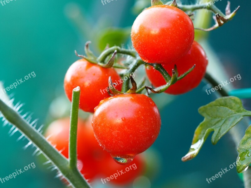 Tomato Red Vegetables Food Fresh