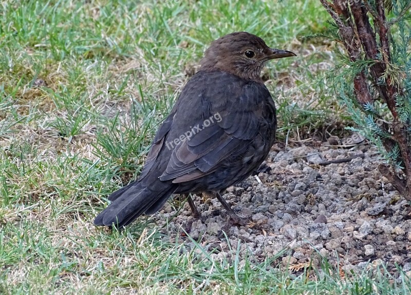 Blackbird Songbird Bird Nature Garden Bird