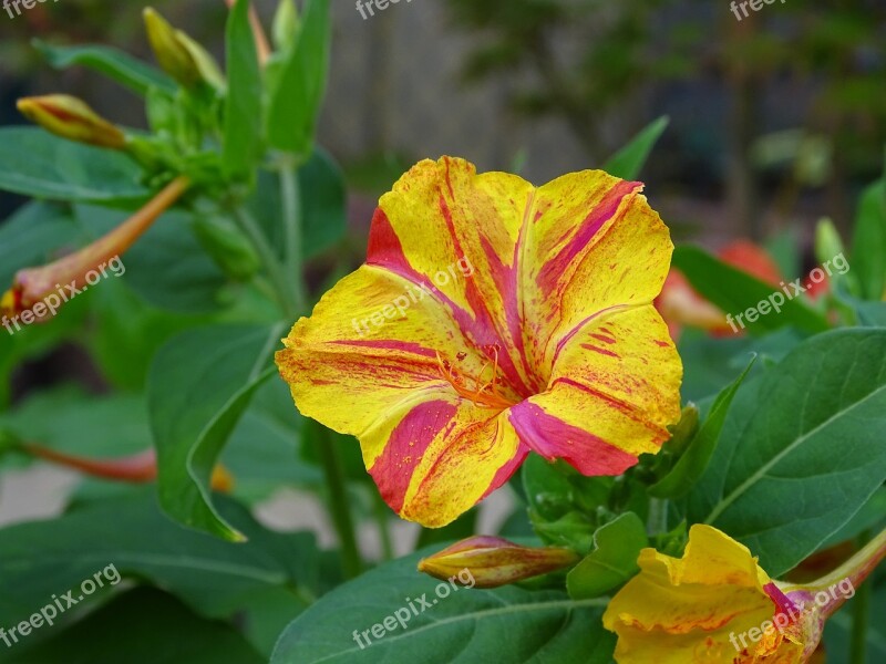 Sand Mirabilis Jalapa Yellow Red Blossom Bloom