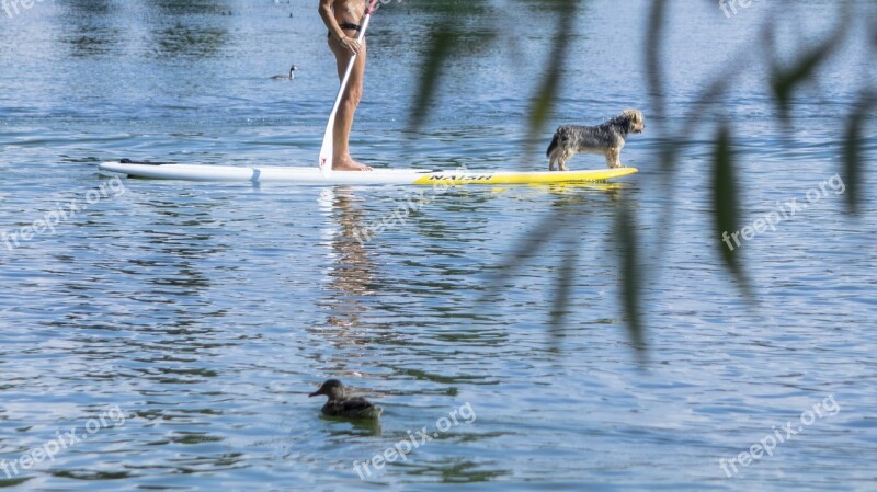 Stand Up Paddle Water Sports Paddle Dog Water