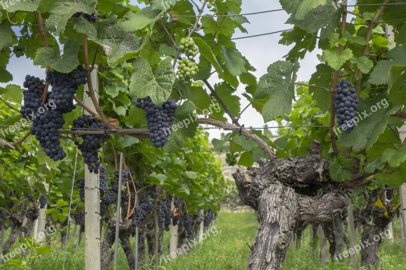 Grapes Vine Fruit Winegrowing Grapevine