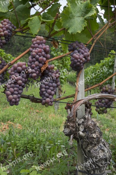 Grapes Vine Fruit Winegrowing Grapevine