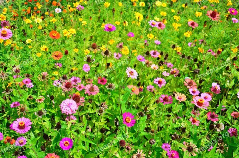 Color Summer Summer Flowers Colored Syrian Muslims Nature