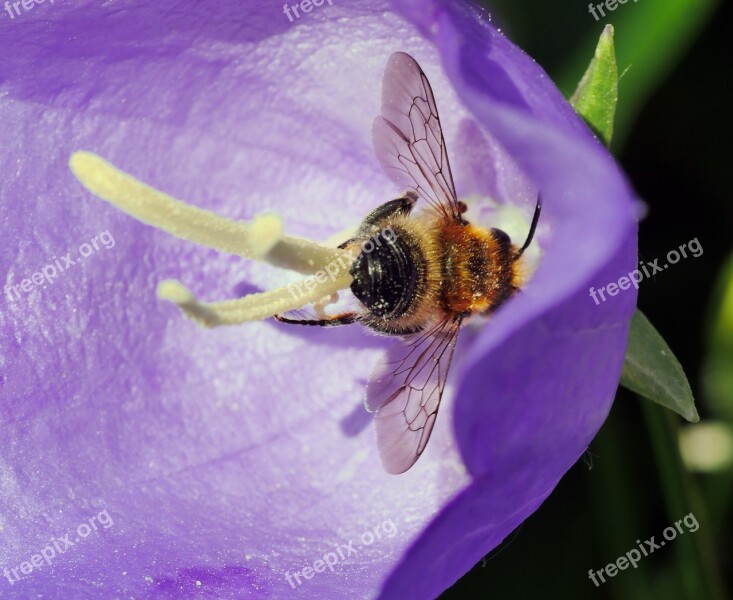 Hummel Blossom Bloom Bellflower Cup