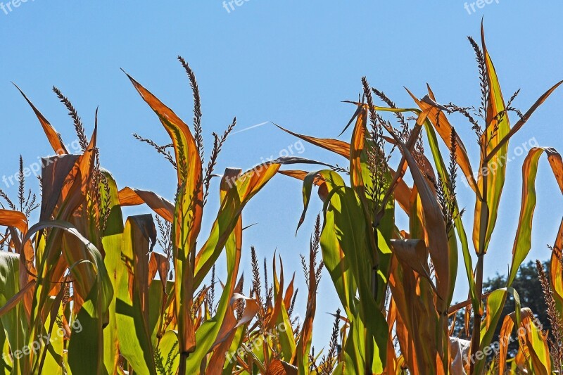 Corn Corn Plants Brown Drought Late Summer